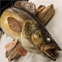 Taxidermy Walleye Freshwater Fish