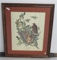 Audubon framed and matted bird picture. Measures: