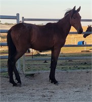 (VIC) BEA - BRUMBY FILLY