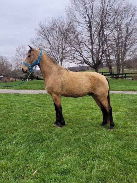 Buck - 3 YO Buckskin Gelding