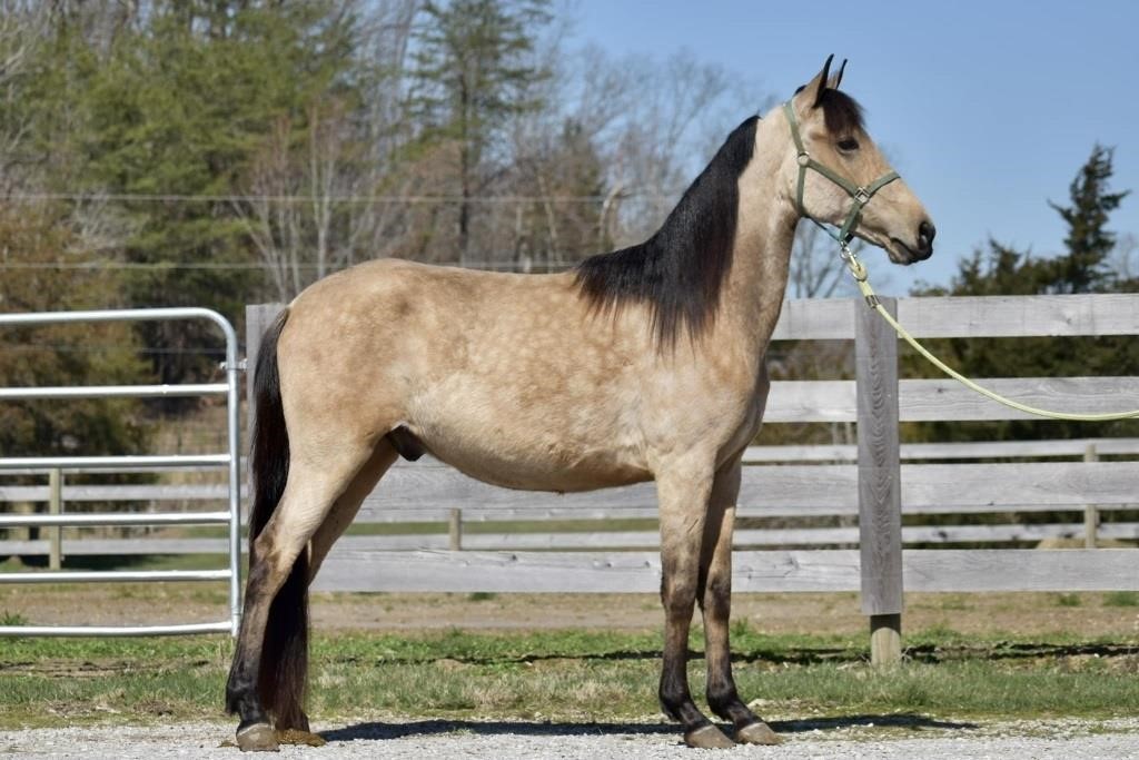 Dillon - 22 Month Old, Buckskin Gaited Gelding