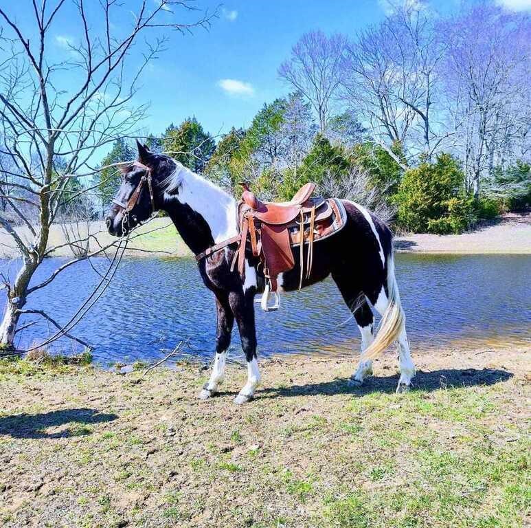 Maverick - 2 YO Blk/Wh Spotted TWH Gelding