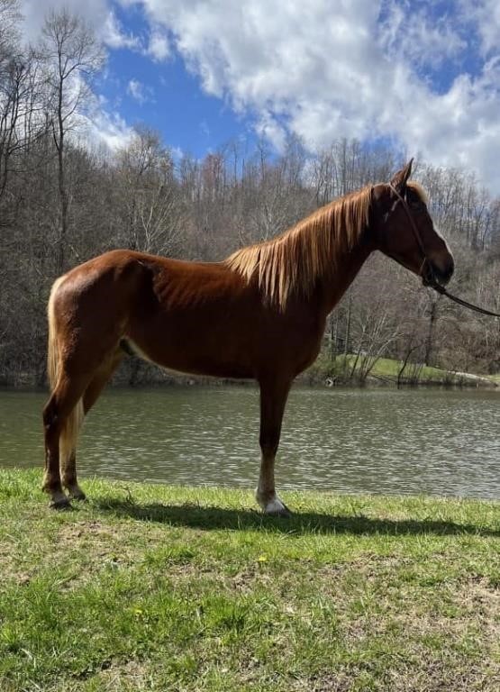 Blaze - 9 YO Sorrel Gelding