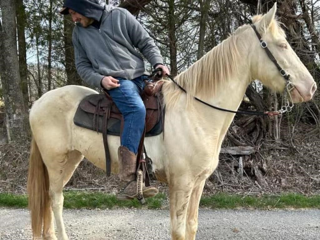 Bandit - 5 YO Champagne/White Tobiano Gelding