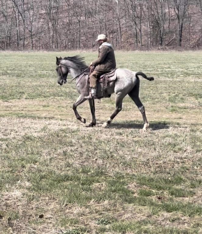 Pair - Reg. 3 YO Blue Roan TWH Gelding