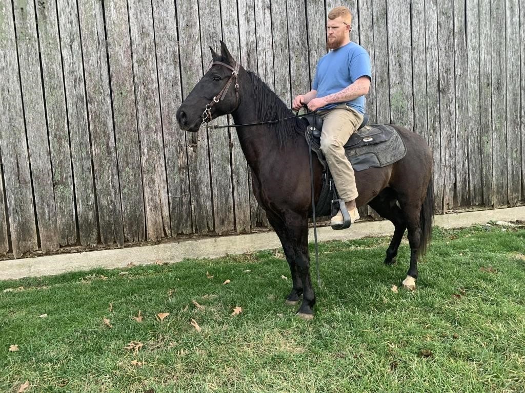 King - 10 YO Black TWH Gelding