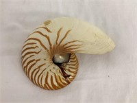 Half Nautilus Shell