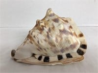 Horned Helmet Conch Shell