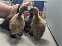 Four Adorable Barnyard Mix Ducklings (they will