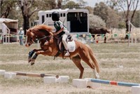 (NSW): MAGNET - Welsh Pony Gelding
