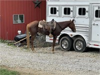 SPENCER-3 YR OLD GELDING