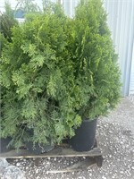 (4)  emerald Green ARBORVITAE.