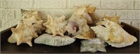 Shelf Lot of Seashells