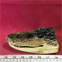 Vintage Taxidermied Alligator Head (Small)