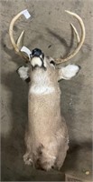 Taxidermy Buck 6 Point Deer.