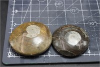 2 Ammonites, 3oz