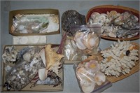 Large collection Seashells, Coral, Sand Dollars +