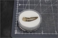 Nanotyranosaurus tooth piece, SD