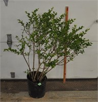 Dwarf Korean lilac, 40"