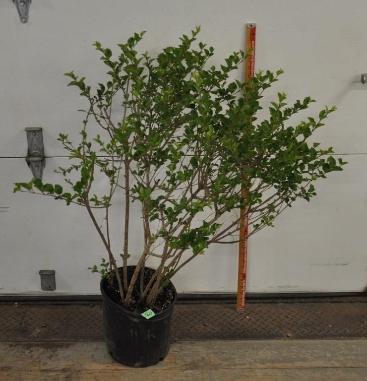 Dwarf Korean lilac, 40"