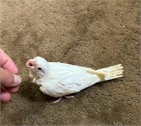 Baby albino cockatiel - unsexed