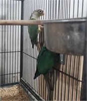 Turquoise conure pair - proven