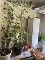 Umbrella Tree & Planter (Live Plants)