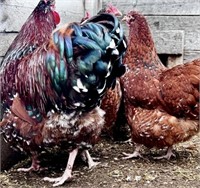 6eggs-JUBILEE Orpington (US lines)Hatching Eggs
