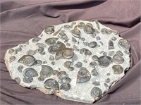 Ammonite, Fossil, Rock, Natural, Collectible, Spec