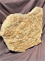 Starfish, Fossil, Rock, Natural, Collectible, Spec