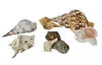 Assorted Natural Conch Shells