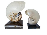 Chambered Nautilus Shells