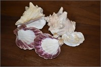 Conch Shells, Lions Paw, Scalloped Shells