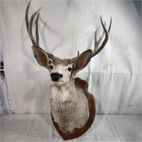 8pt Whitetail mount