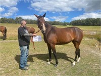 (VIC) DREAM - STANDARDBRED MARE