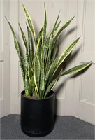 Potted Snake Plant 
Appr 40 in