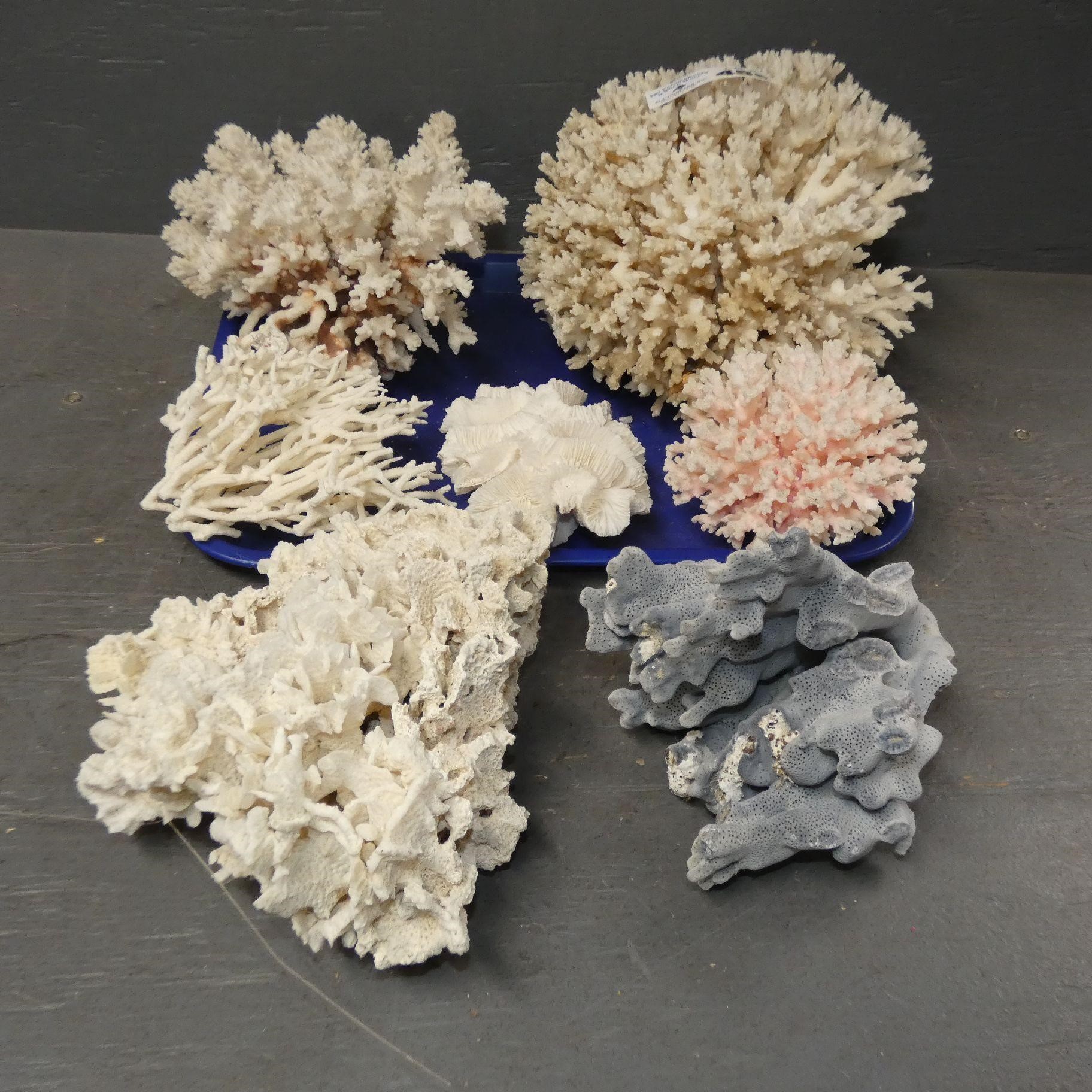 Assorted Coral