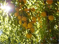 (38) 3/8" Stanislaus Peach Trees on Lovell