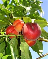 (20) 5/16" Springcrest Peach Trees on Lovell Certi