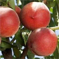(20) 5/16" Sierra Lady  Peach Trees on Lovell Cert