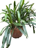 Clivia plant with planter