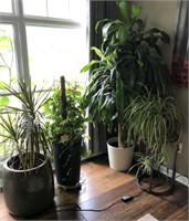 Large group of house plants