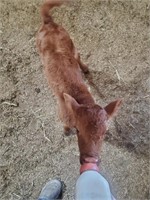 2 week old red angus hiefer bottle calf. Full size