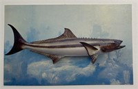 Vintage PPC Postcard Cobia Fish!