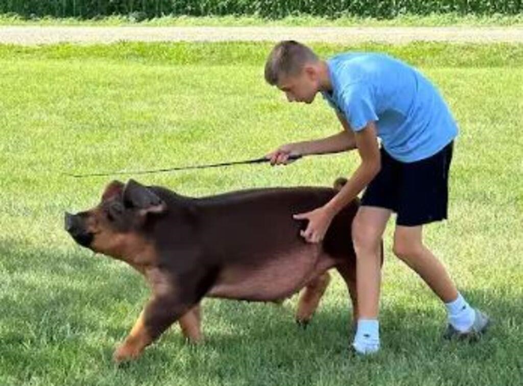 Jay County 4-H Livestock Auction