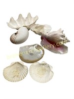 Collectionof Sea Shells