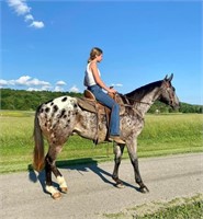 APPALOOSA GELDING