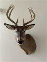 10 point whitetail deer shoulder mount