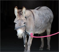 Harold - 8yo Grey Mini Donkey Gelding - VIDEO