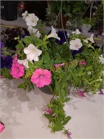 Flowers medium hanging basket
